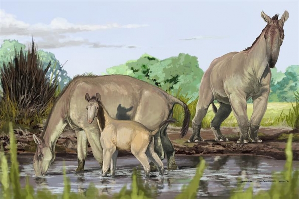 Entre caballo y tapir